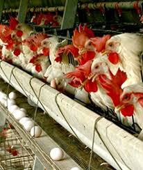 تولید 3 تخمگذار