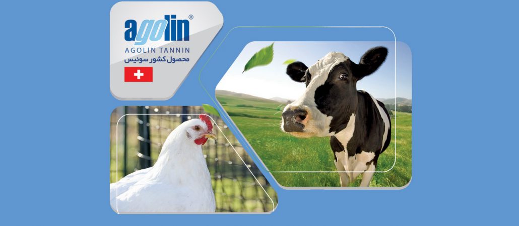 آگولین تانین