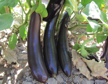 sweet eggplant (Yalda)