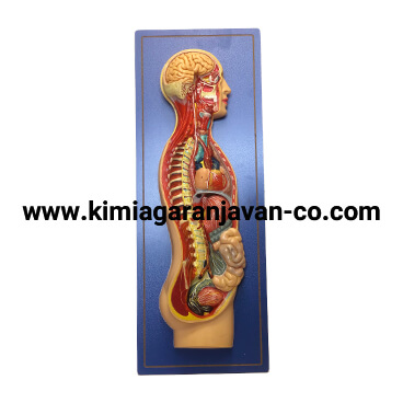 مولاژ دستگاه عصبی خودکار