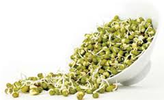 جوانه ماش (بینز)