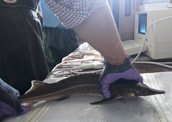 ماهی خاویاری استرلیاد