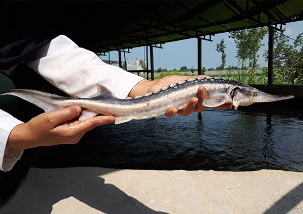 (Stellate or Long Muzzle Sturgeon (Sevruga
