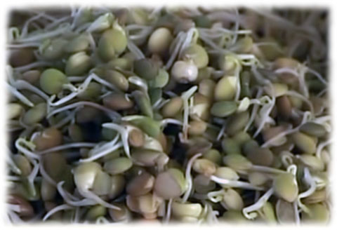 lentil sprouts