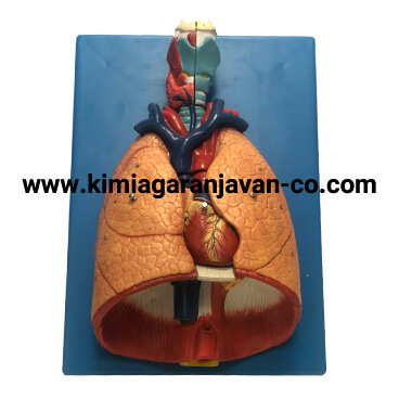 مولاژ دستگاه تنفسی بازشو