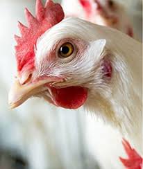 پایاندان 1 مرغ گوشتی