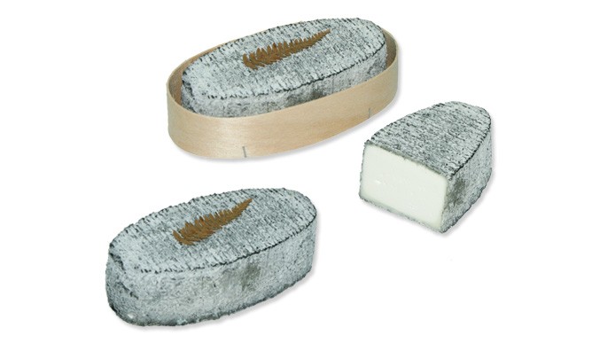 پنیر ماسه سنگ پویتو کوچک با خاکستر - بالغ
