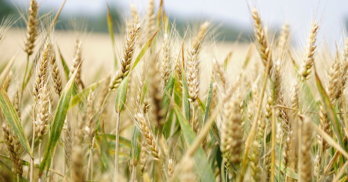 Hydrolyzed Wheat Gluten