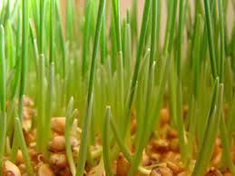 Hydrolyzed Wheat (germ) Protein