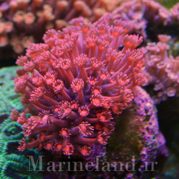 مرجان شقایق سنگ (Goniopora Coral )