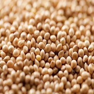 Seeds of millet
