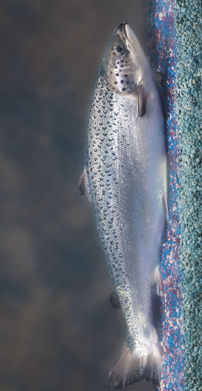salmon feed (cellar)