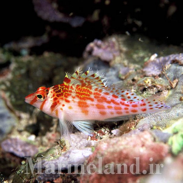 شاهین ماهی فالکو