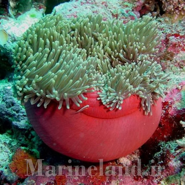 شقایق مگنفیکا