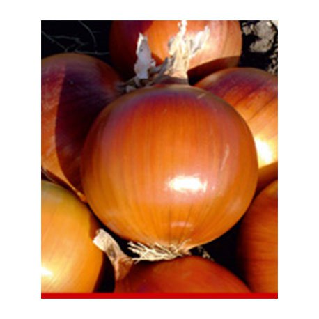 بذر پیاز برکت BEREKET