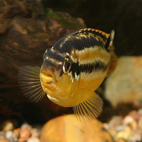اوراتوس (Melanochromis auratus)