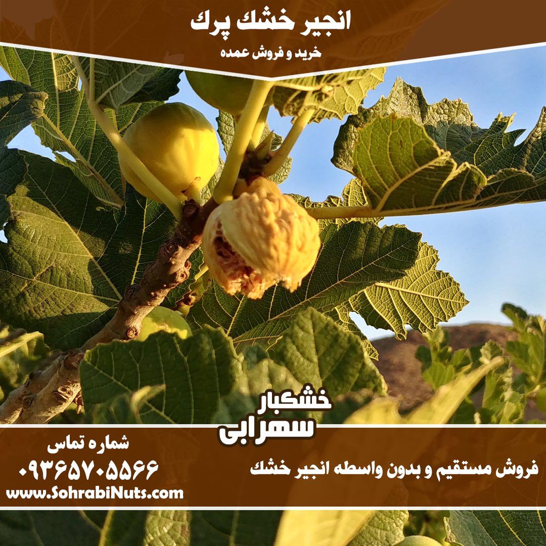 انجیر پرک ممتاز | انجیر شکوفه
