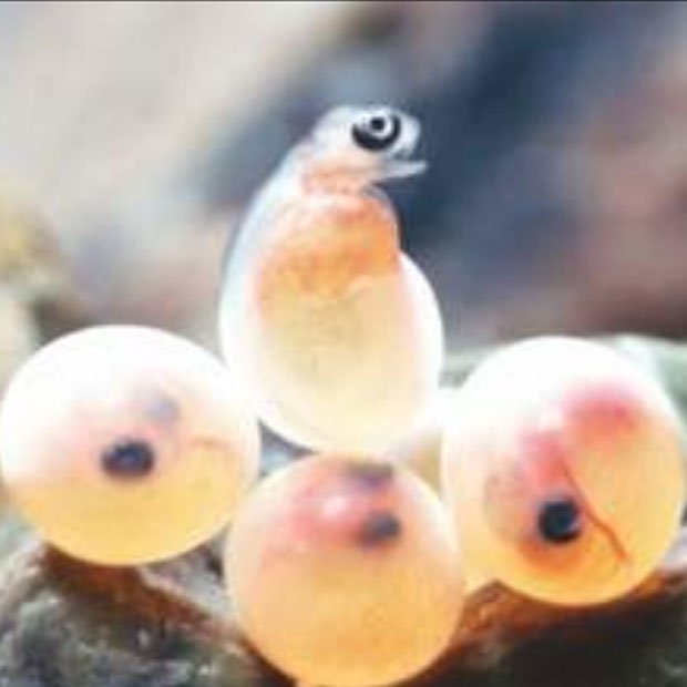 Production of all- femeil rainbow trout eyed eggs