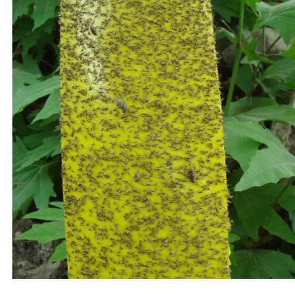 Cards and strips for attracting insects