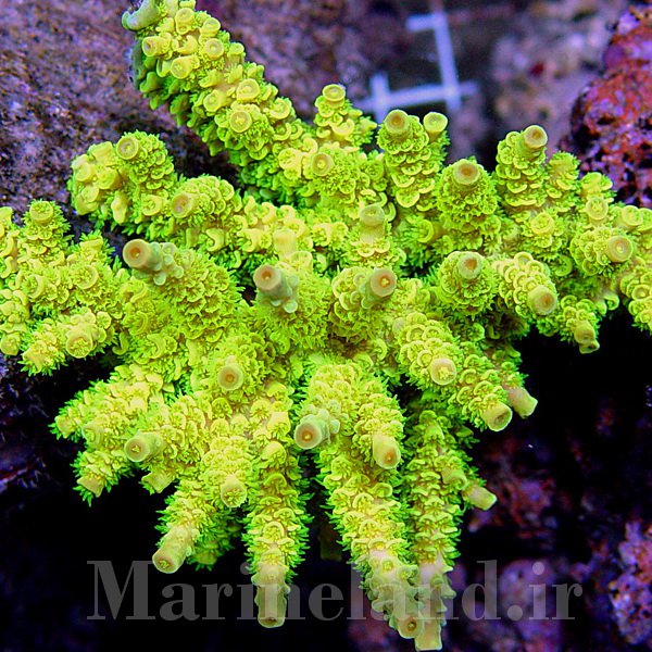 آکروپورا ورمیکولاتا (Acropora vermiculata)
