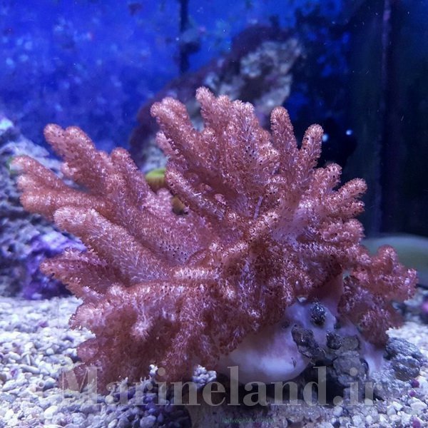 سینالاریا براسیکا