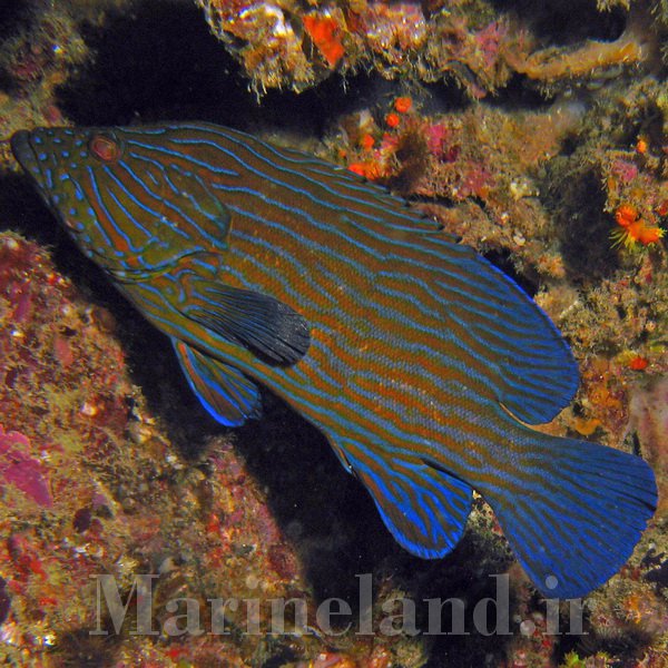 گروپر خط آبی