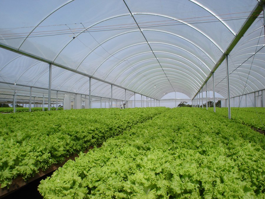 Greenhouse nylon