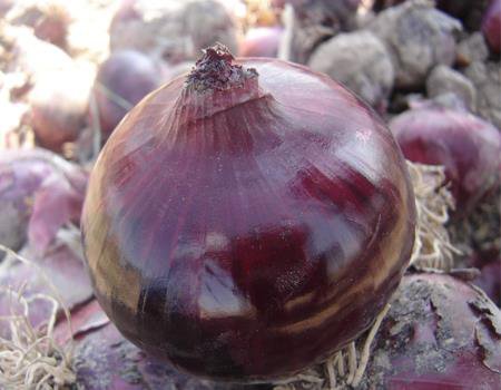 Red onion of Shir Hesar