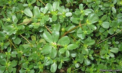 خورفه خوزستان ۲۷۰۱ یکتا بذر