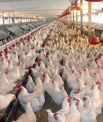 پایاندان 2 مرغ گوشتی