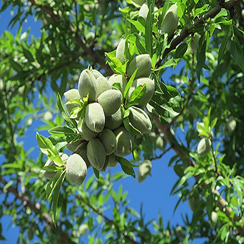 نهال بادام مامایی