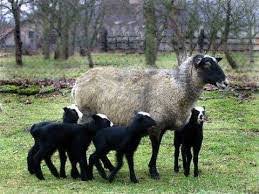 گوسفند پرتولید