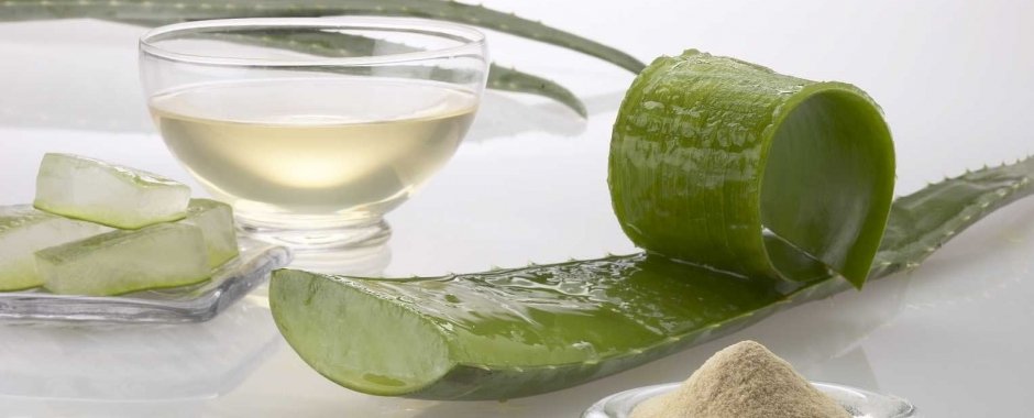 Aloe Vera plant introduction