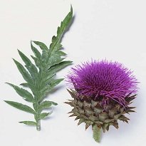 عصاره های خشک