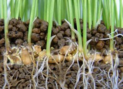 Biological or biological fertilizers