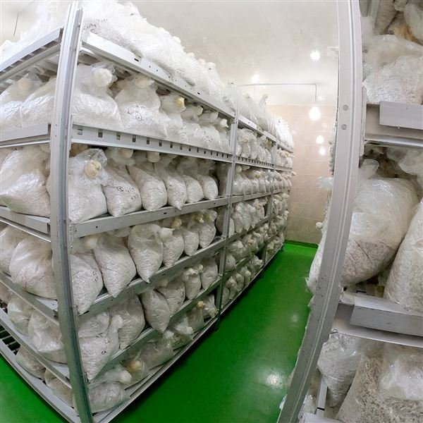 اسپان تجاری قارچ دکمه ای