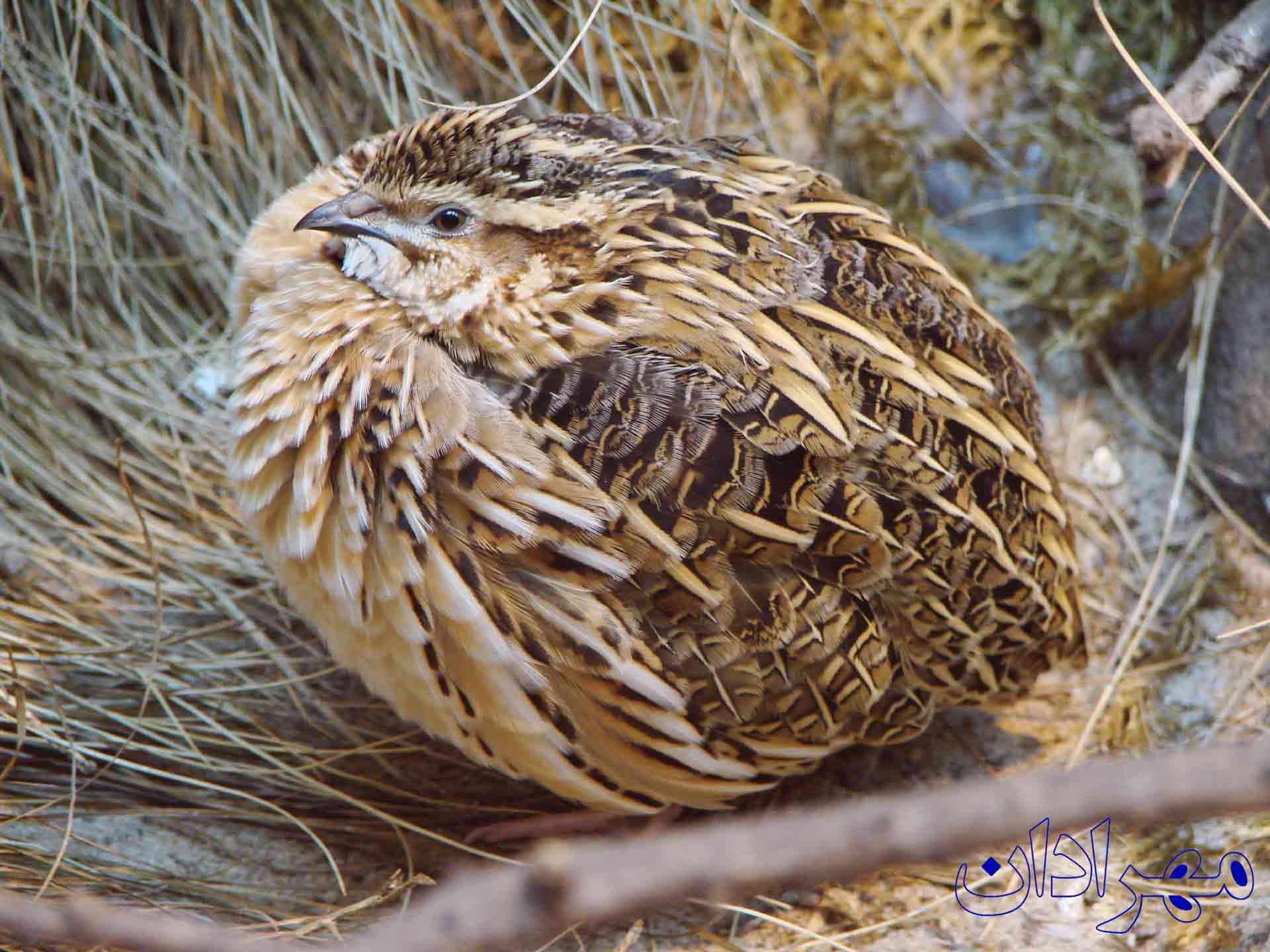 Quail laying