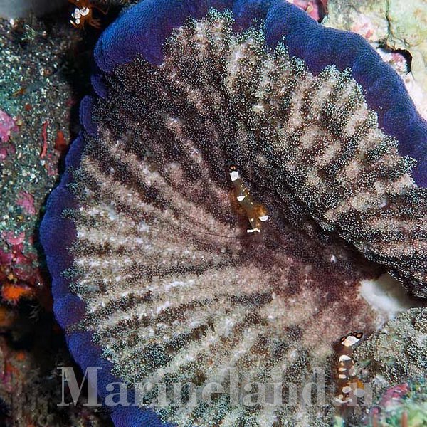 شقایق موکتی چسبناک