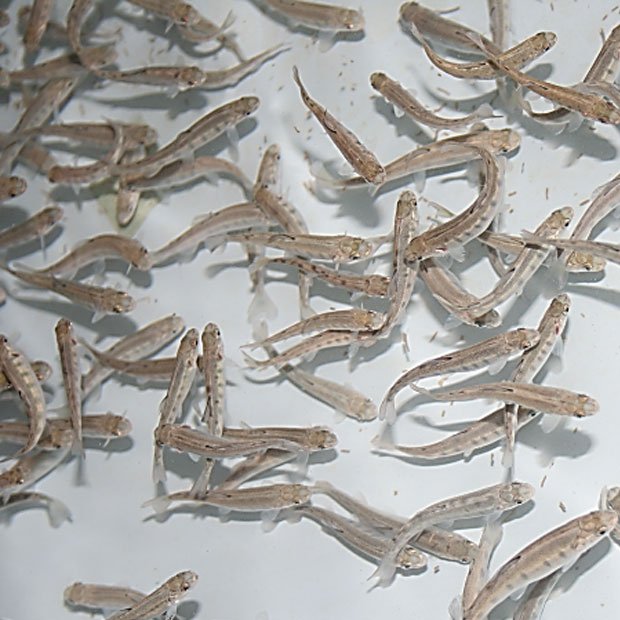 Fry fish product different size