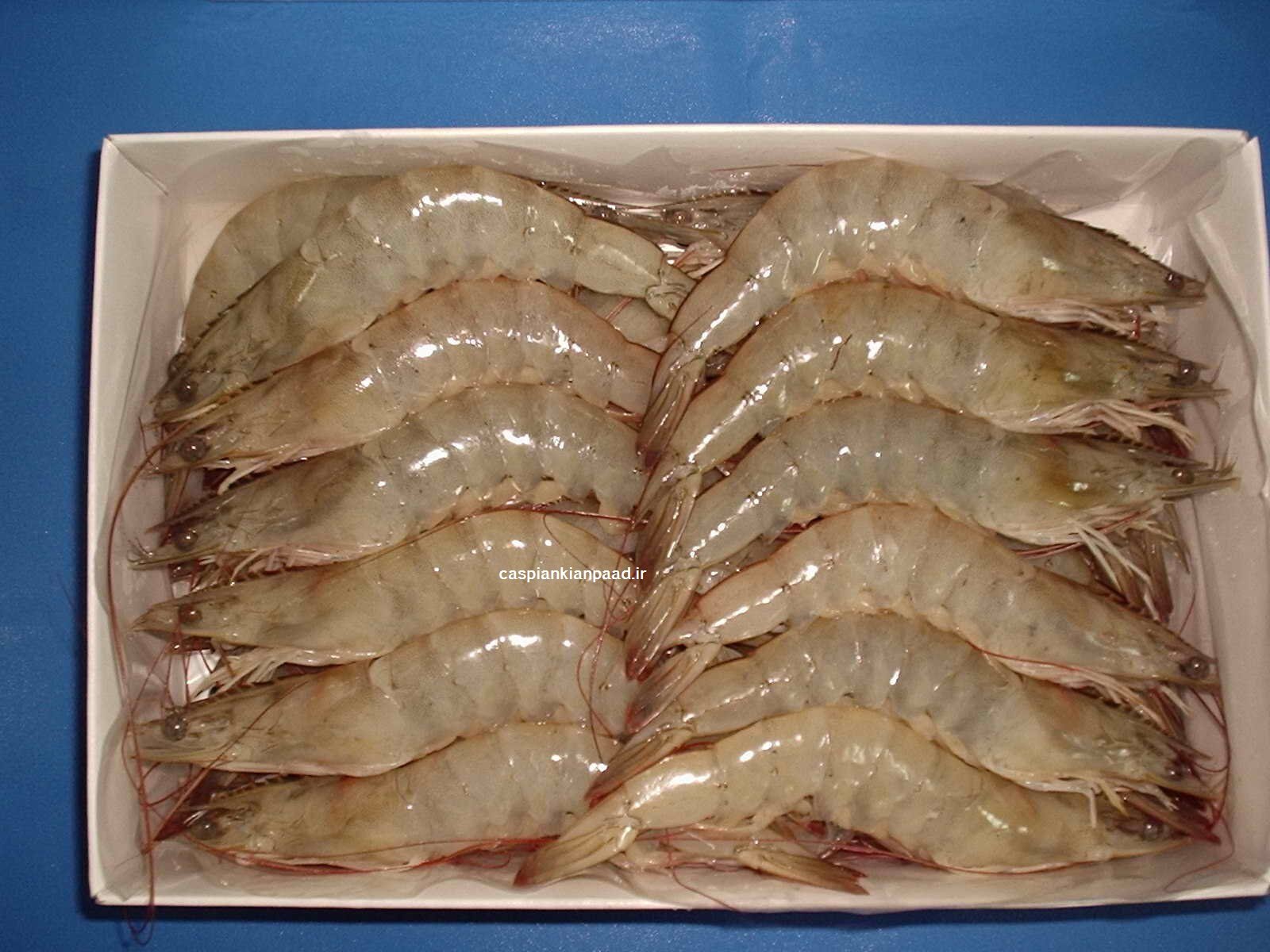 shrimp