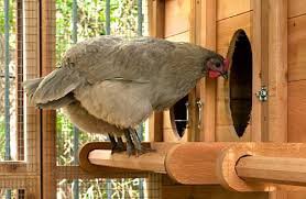 کنسانتره ۵٪ ویژه مرغ تخمگذار