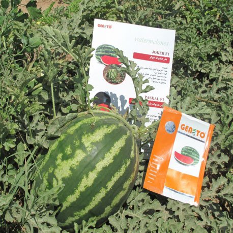 JOKER watermelon seeds