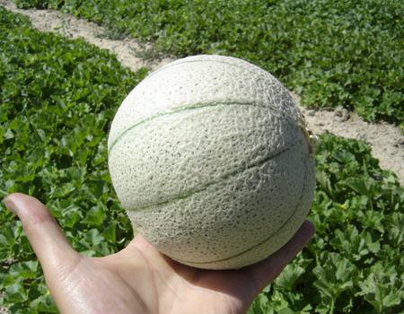 Samsori cantaloupe
