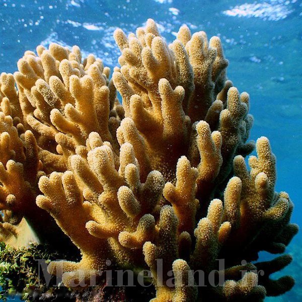 سینالاریا نوتاندا