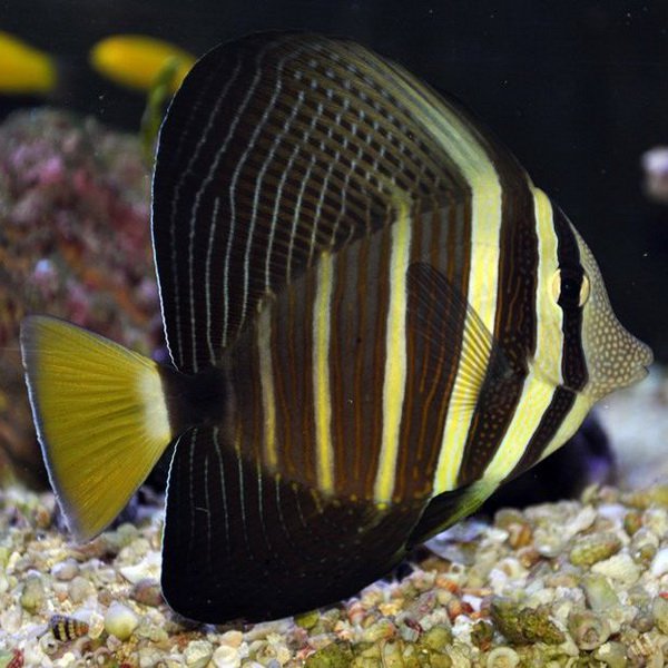 جراح ماهی بادبانی