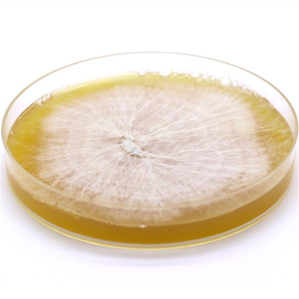 ریسه تجاری قارچ خوراکی سفید