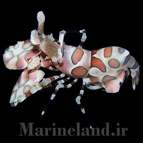 میگوی هارلکوئین