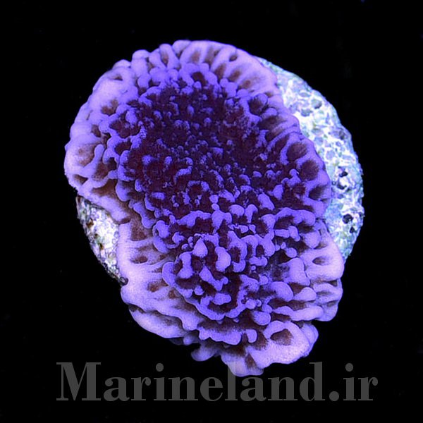 مرجان مونتی پورا آن دیتا (Montipora undata)