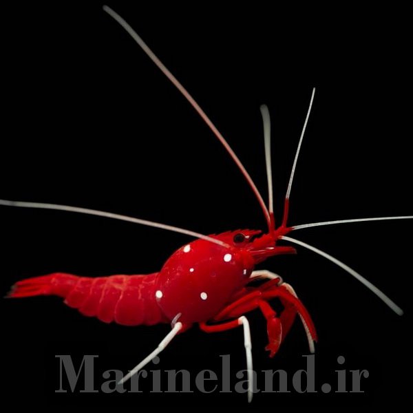 میگوی آتشین