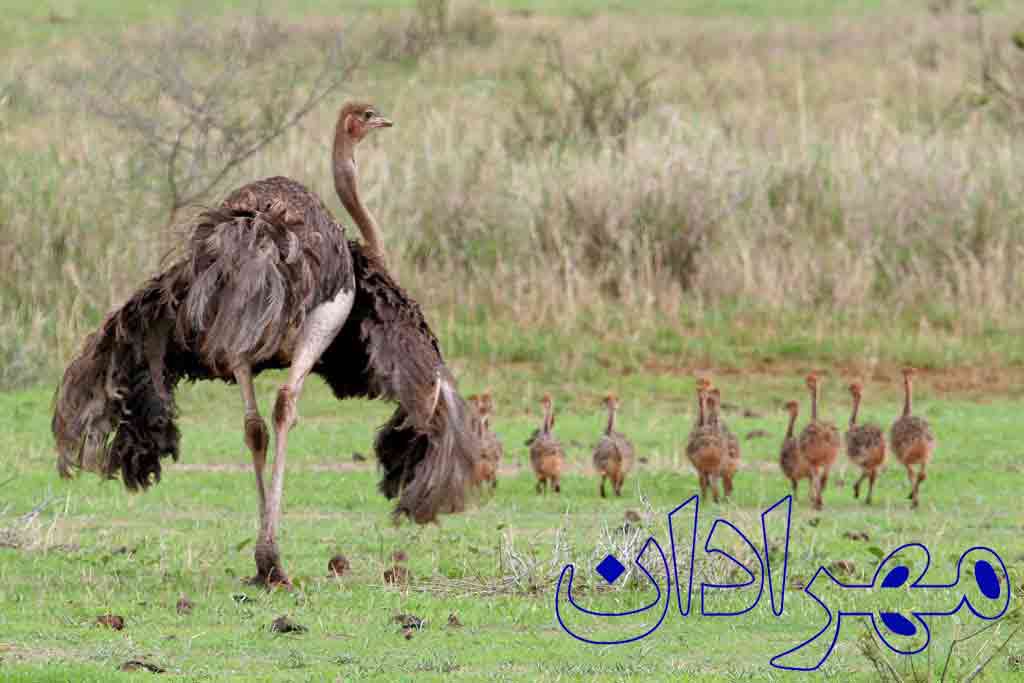 Ostrich growth
